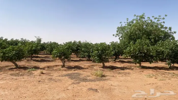 حويرة نساح 8
