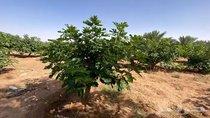حويرة نساح 7