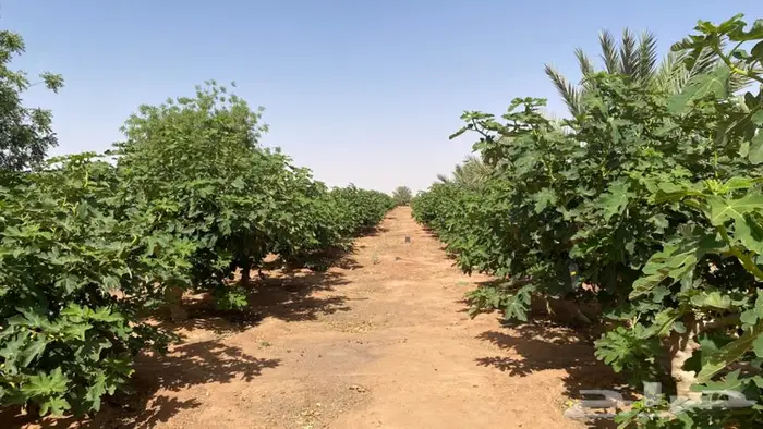 حويرة نساح 6