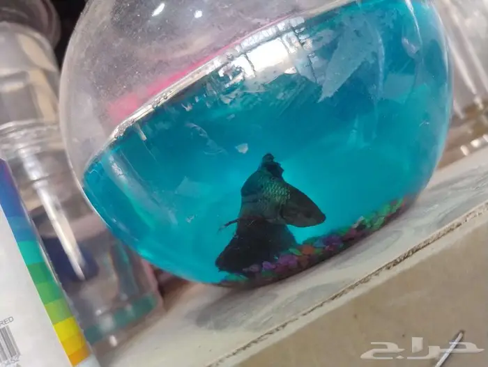 سمك فايتر زينه 0