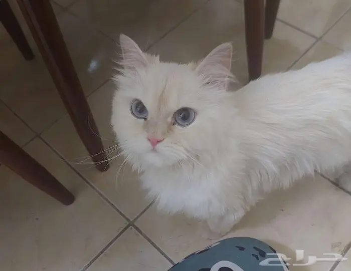 قطه بيضاء جميله للتبني 0