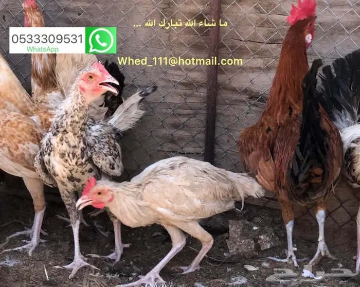 ديوك بلدي 6 و 7 اشهر عنيزة 0