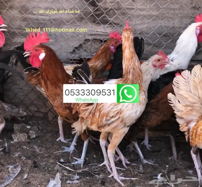 ديوك بلدي 6 و 7 اشهر عنيزة 1