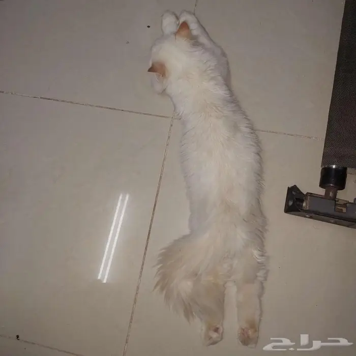 قطه بيضاء جميله للتبني 1