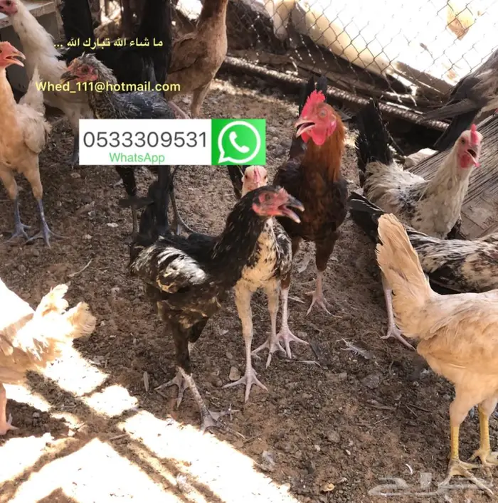 ديوك بلدي 6 و 7 اشهر عنيزة 3