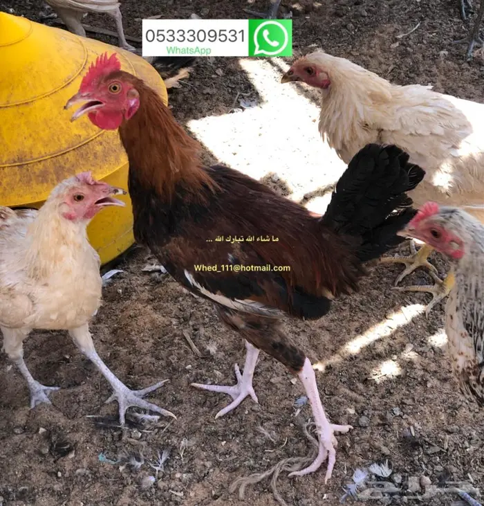 ديوك بلدي 6 و 7 اشهر عنيزة 8