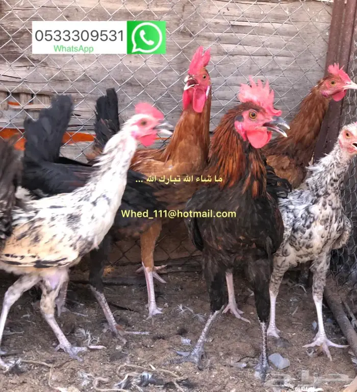 ديوك بلدي 6 و 7 اشهر عنيزة 4