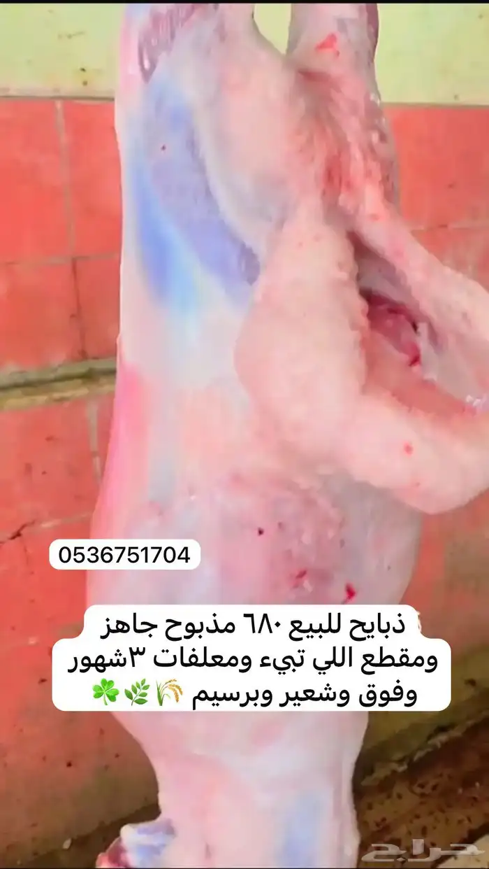 برابر مرابي فيه غير ذولي واطييب مذبوح وموصل لحمه شرط 2