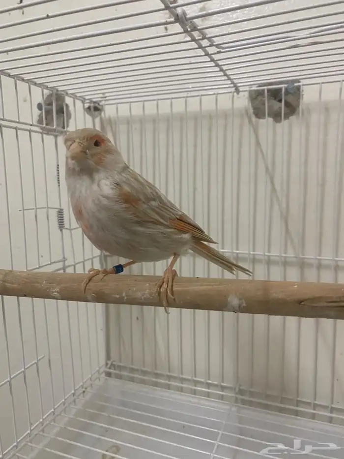 جوز كناري وانثى ايزابيل (( تم البيع )) 3