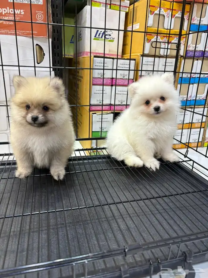 كلاب بومرينيان تي كب 0