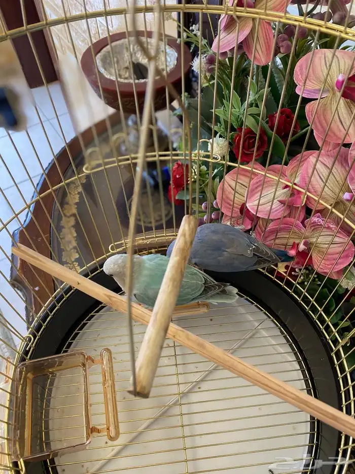 طيور ببغاء الروز 3