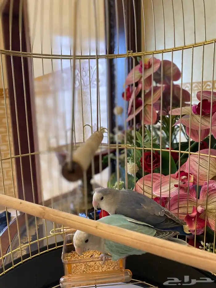 طيور ببغاء الروز 4
