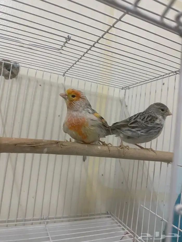 جوز كناري وانثى ايزابيل (( تم البيع )) 1