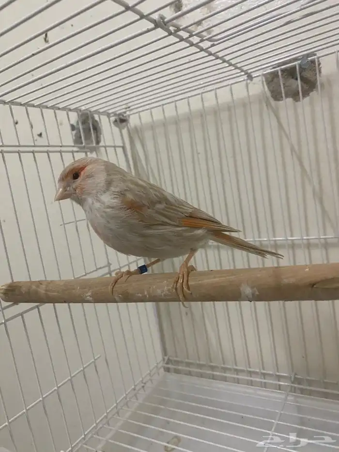 جوز كناري وانثى ايزابيل (( تم البيع )) 2