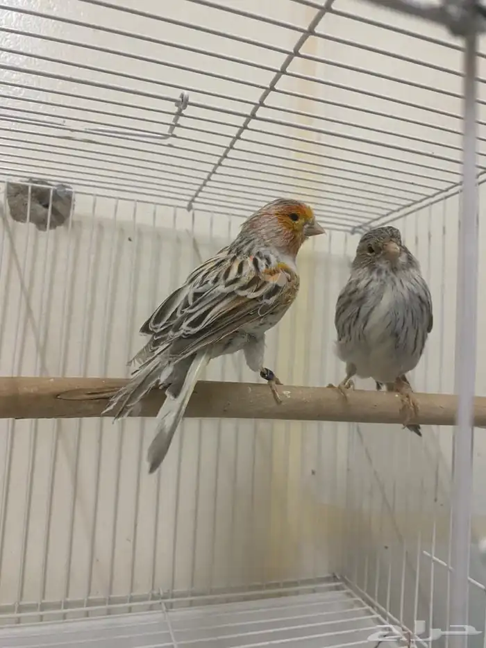 جوز كناري وانثى ايزابيل (( تم البيع )) 0