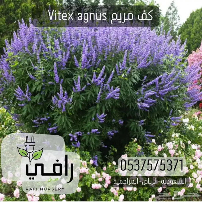 شتلات كف مريم 0