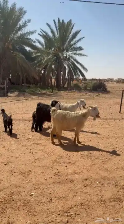معزا عوارض فاخره تم البيع 3