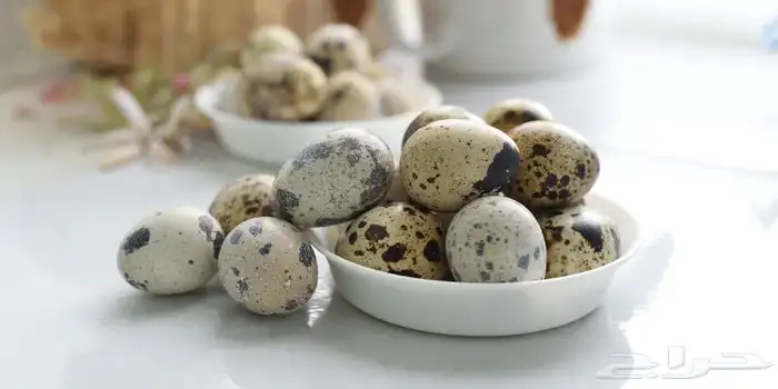 بيض سمان مخصب تجميع يومي 0