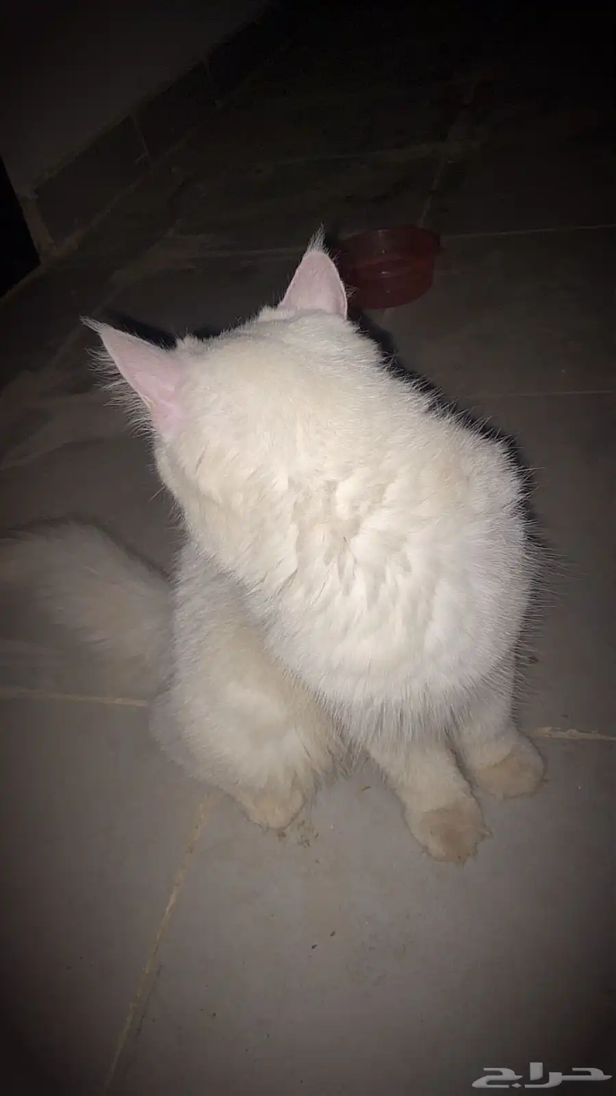 قطه 0