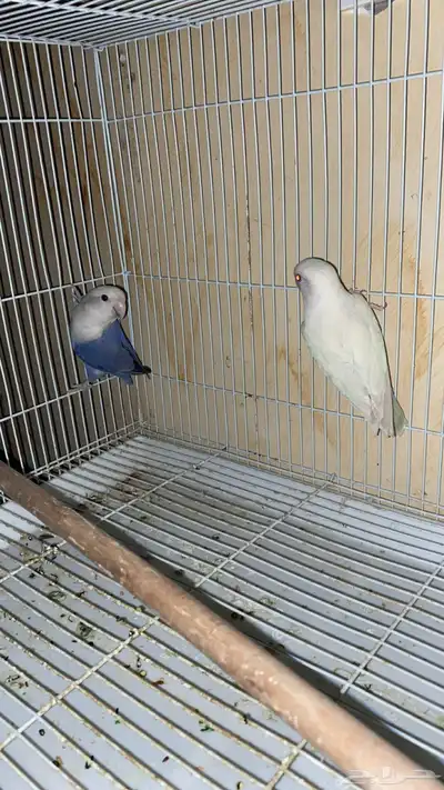 جوز روز 1