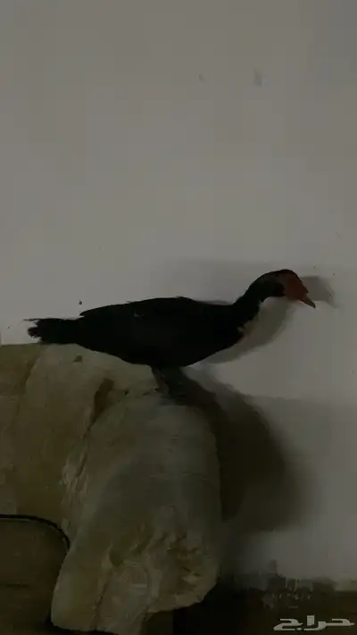 بط بلدي للبيع الموقع القنفذه البيع على حسب السومه 0