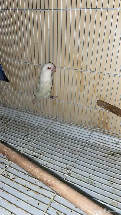 جوز روز 2