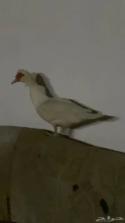بط بلدي للبيع الموقع القنفذه البيع على حسب السومه 1