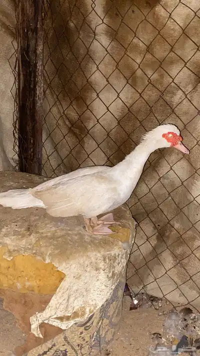 بط بلدي للبيع الموقع القنفذه البيع على حسب السومه 3