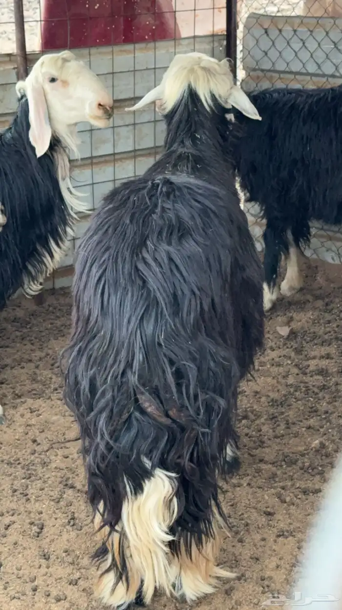 طلي فحل(تم البيع) 2