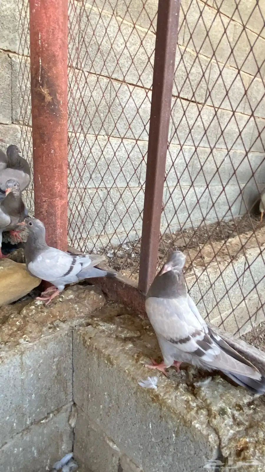 حمام فرنسي 3