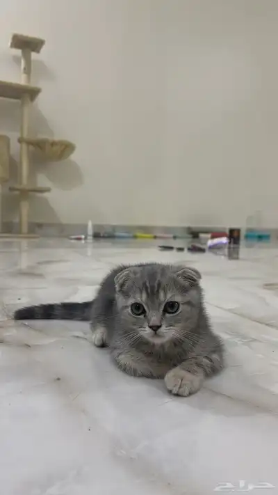 كيتن سكوتش فولد ستريت 1