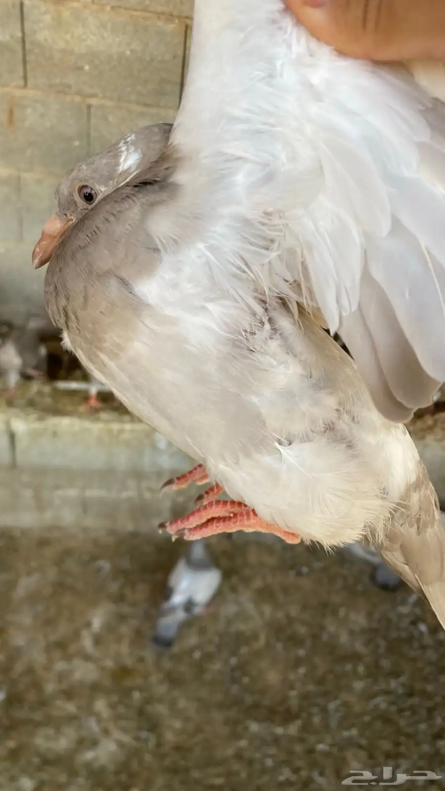 حمام فرنسي 5