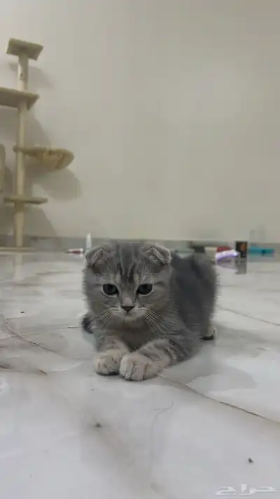 كيتن سكوتش فولد ستريت 0
