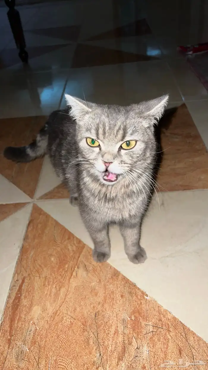 قطه سكوتش نظيفه عمرها شهرين تقريبا 3