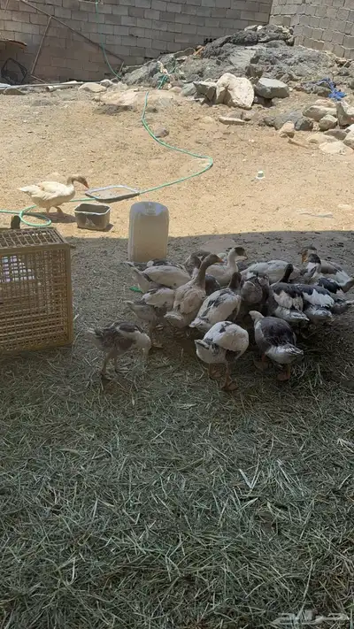 وز بلدي للبيع 1