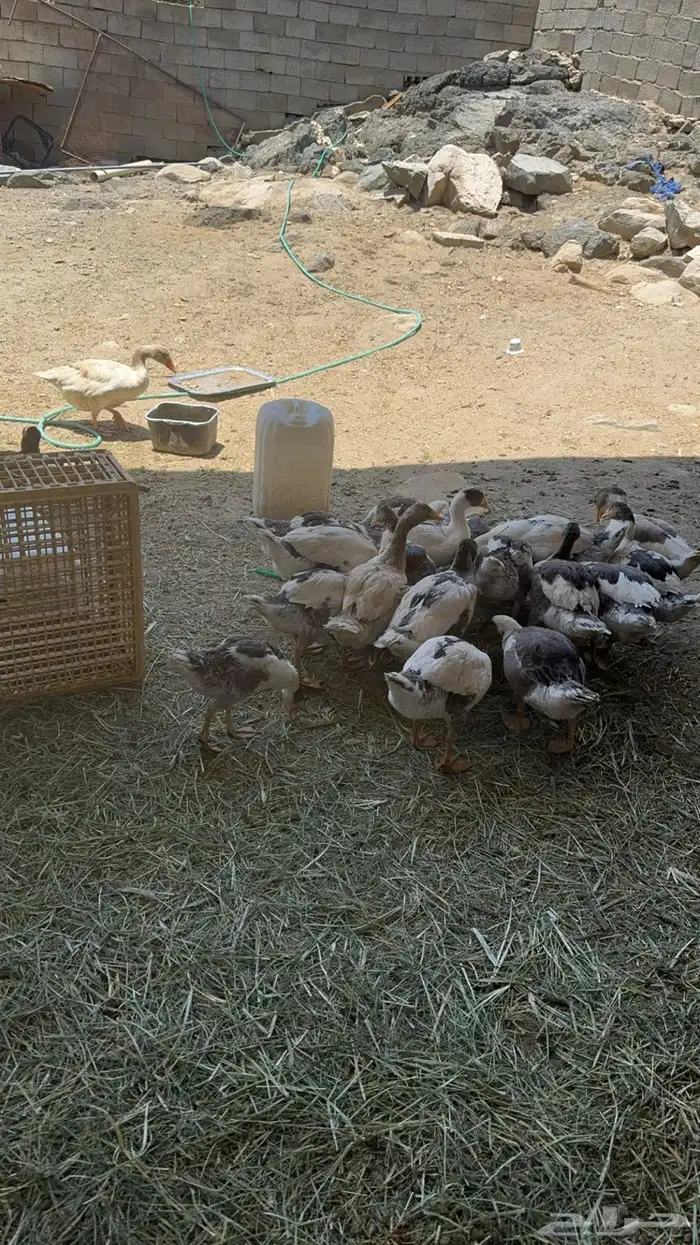وز بلدي للبيع 1