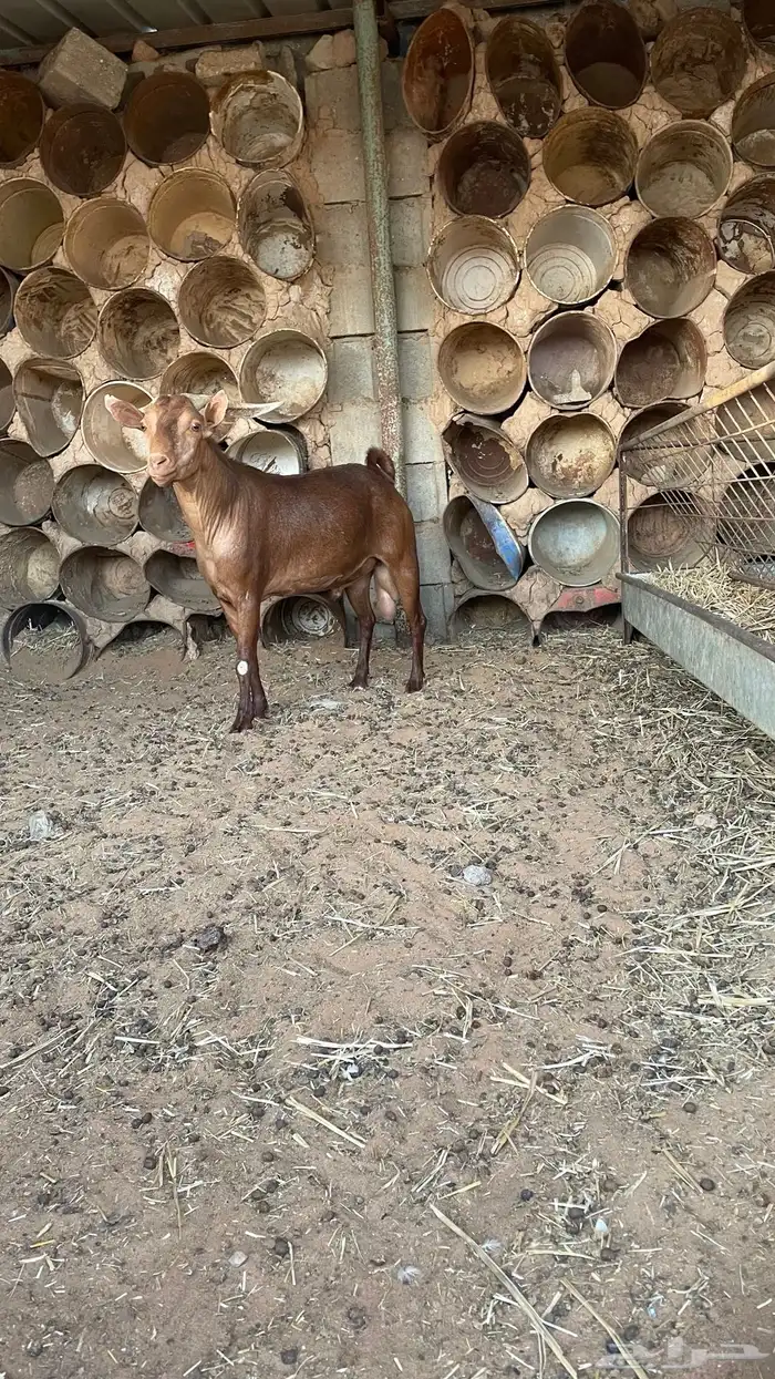 تيس جنوبي فحل جبر وسمين وعنز جنوبيه جبره وسمين 0