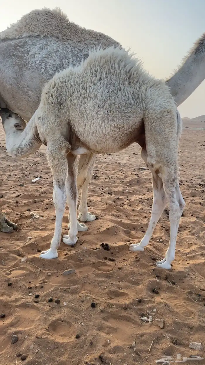 قعود الباني فل شحم 1