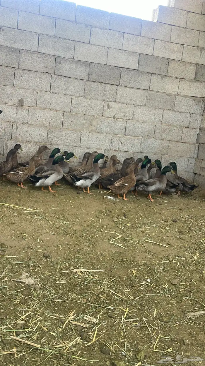بط شرشيري بط بري 1