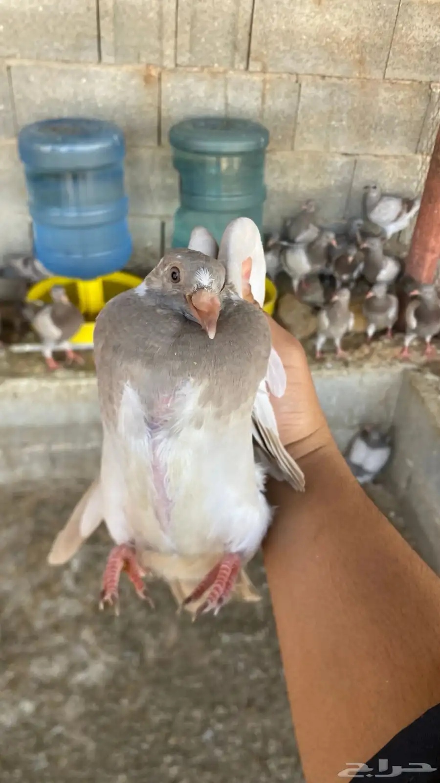 حمام فرنسي 4