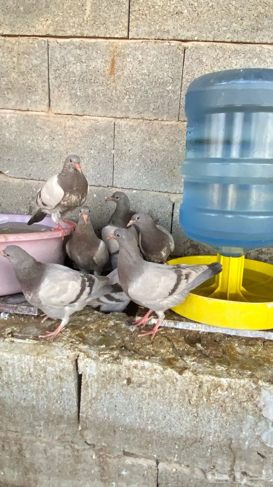 حمام فرنسي 0