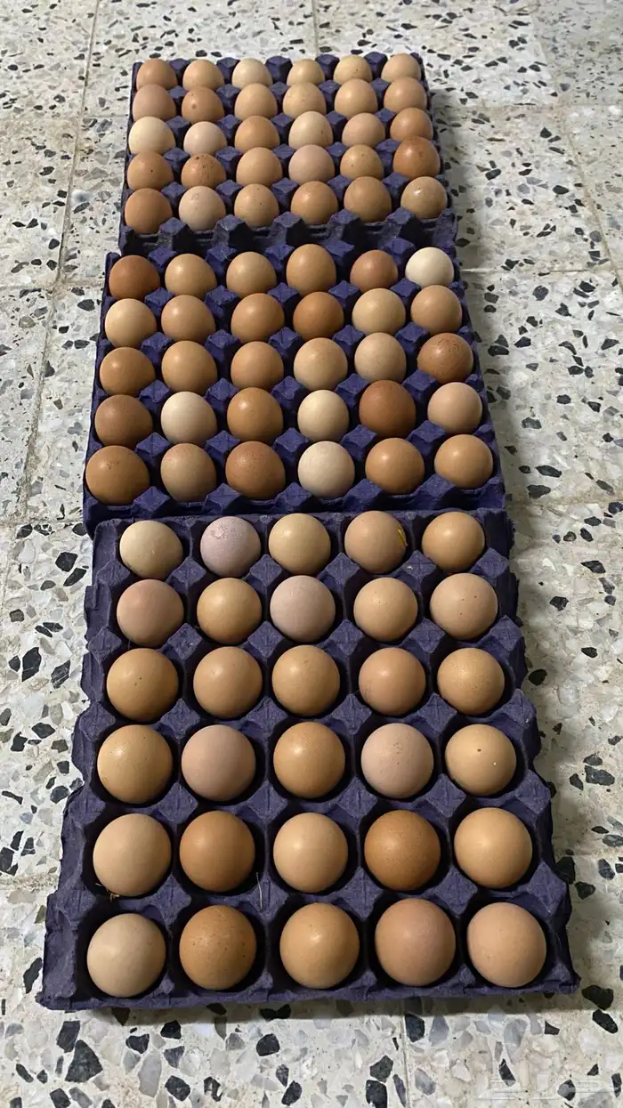 بيض لهومان 1