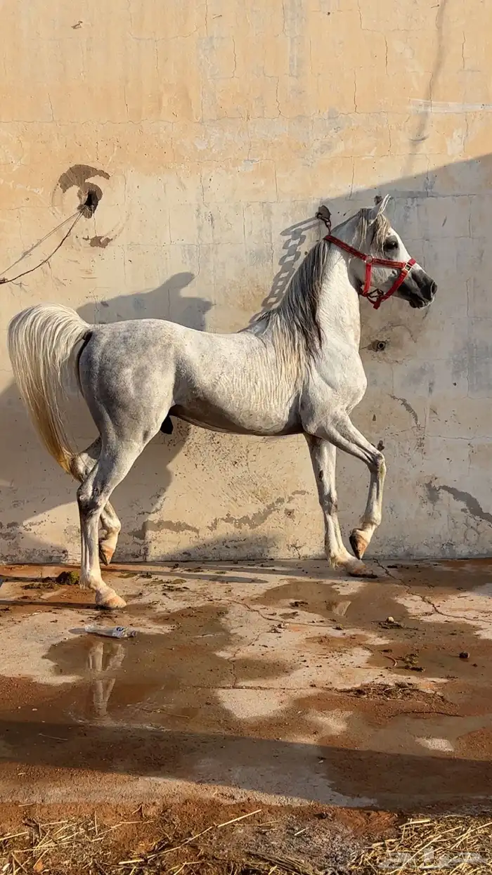 حصان واهو 0