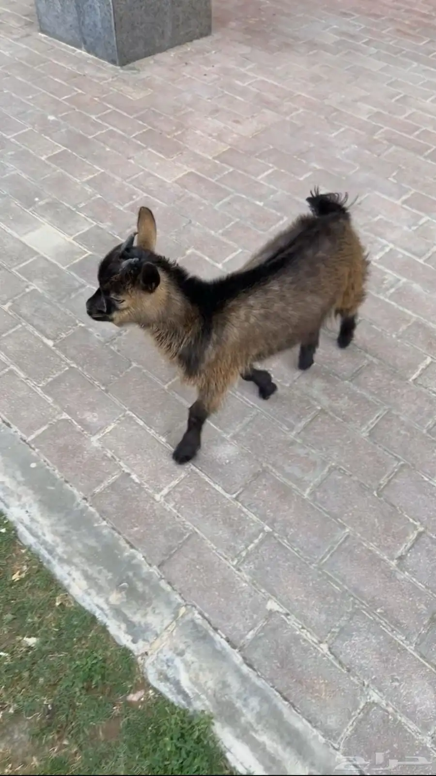 ماعز قزم 1