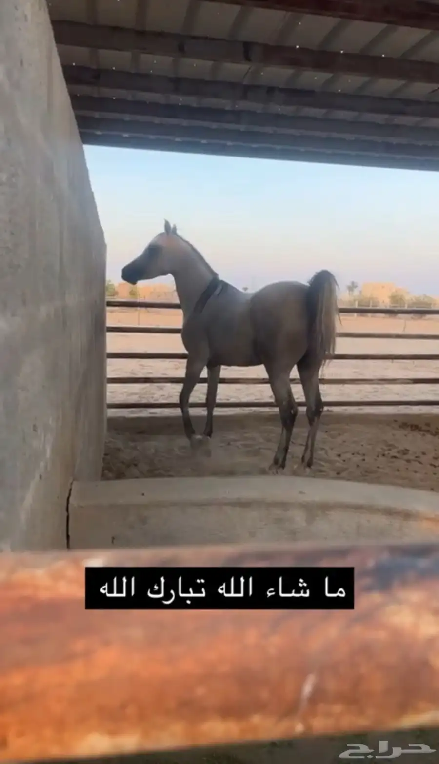 فرس شعبيه 2