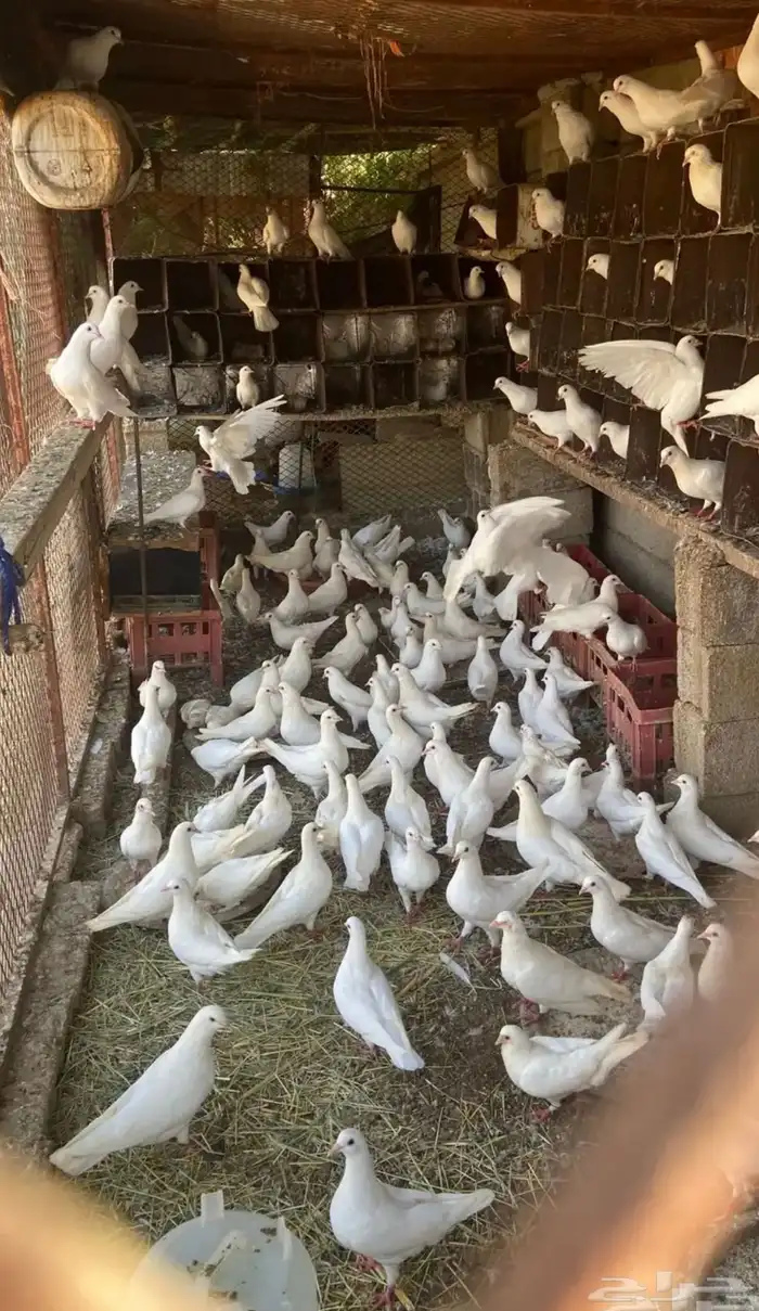 حمام فرنسي لاحم 0