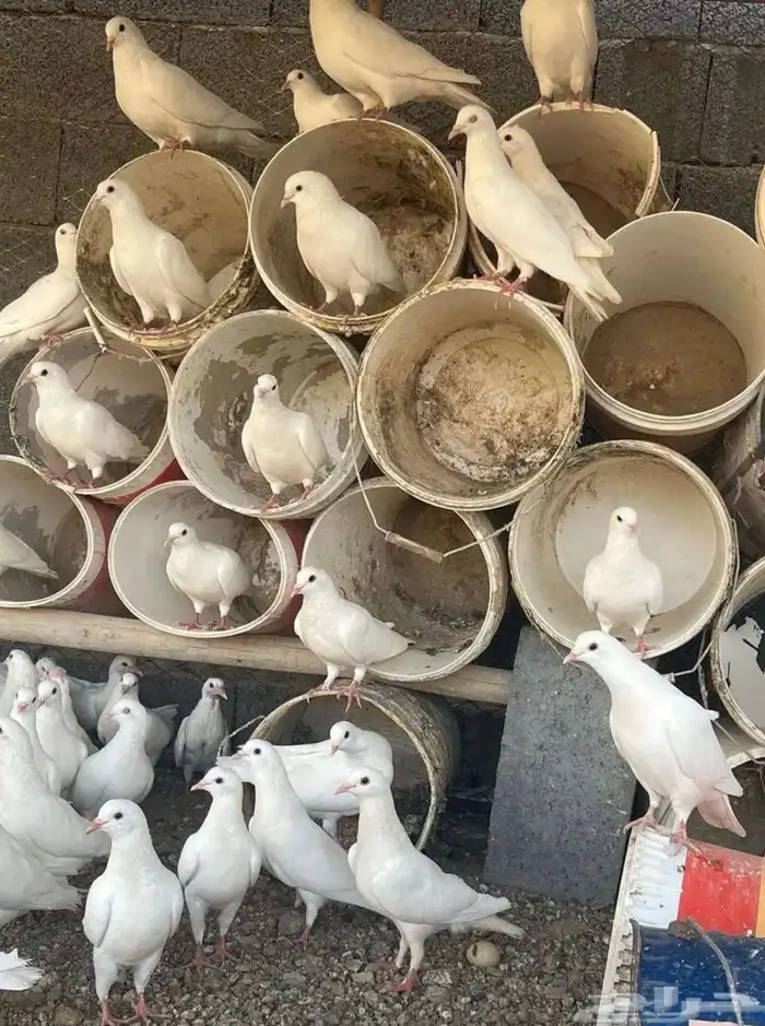 حمام فرنسي لاحم 1