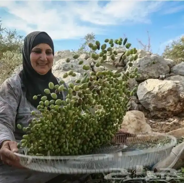 زيت زيتون الفلسطيني بعل عالأمطار شحن لجميع مناطق المملكه 12