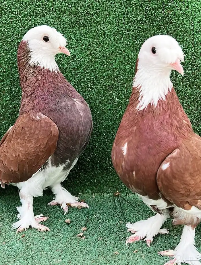 حمام تركي طواقي 2