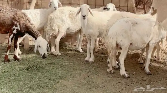 غنم حريات للبيع 12راس تحتها2 0